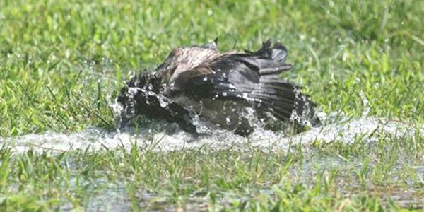 İzmir'de kargalar susuzluk çekmiyor