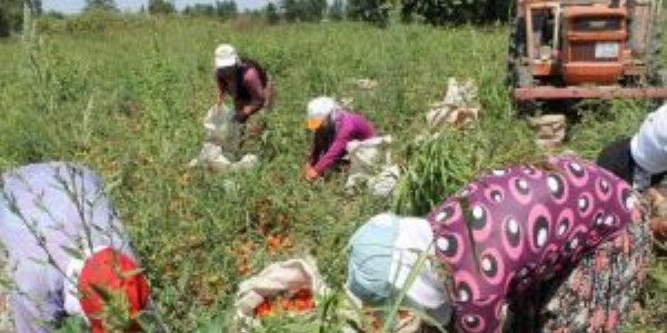 Balıkesirli domates üreticileri fiyatlardan memnun değil