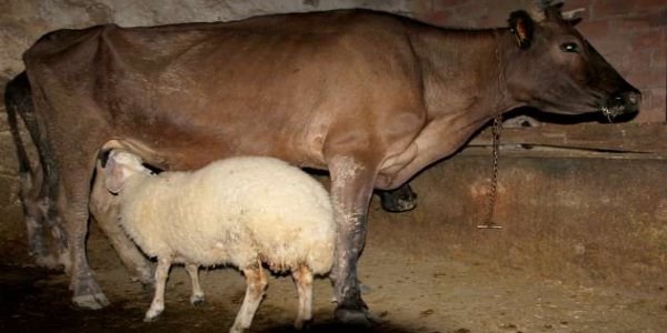 Yetim kalan kuzuyu inek sahiplendi