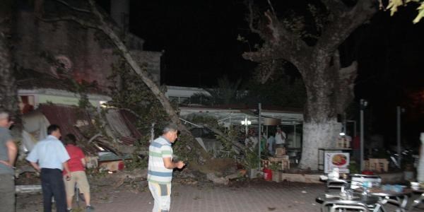 Asırlık 'çınar'ın dalları kırıldı: 4 yaralı