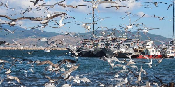 Balığa martı akını