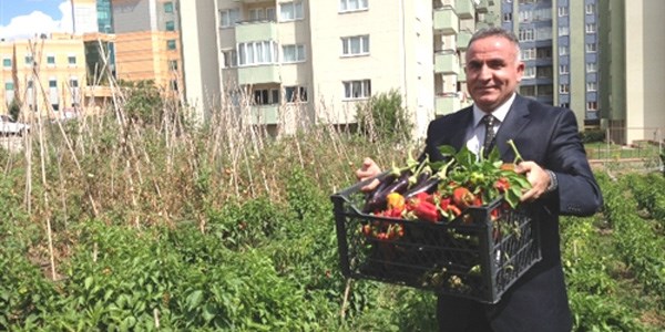 17 milyon liralık arsada kebap için isot yetiştiriyor