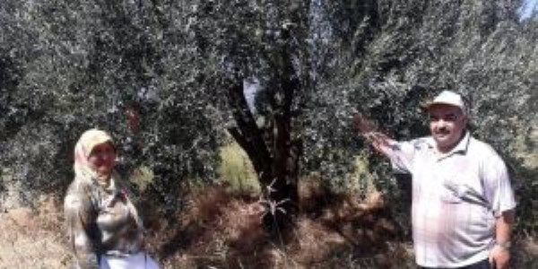 'Yamalak Sarısı'nda Hasat Zamanı