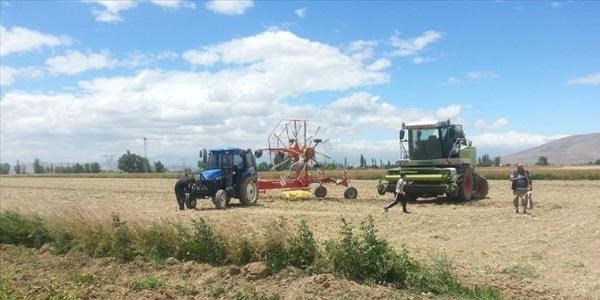İkinci ürün yem bitkisinde başarıya ulaşıldı