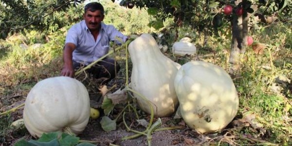 75 kiloluk balkabağı üretti