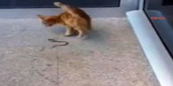 Havalimanında kedi-yılan kavgası