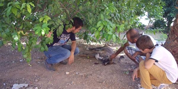 Köpekleri zehirlenince komşusundan şikayetçi oldu