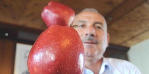 Dev elma görenleri şaşırtıyor