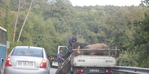 Yola boğa düştü