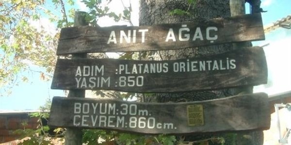 Edremit'te anıt çınar ağacı ilgi bekliyor