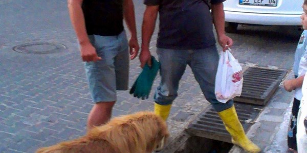 Anne köpek dakikalarca yavrusunun kurtarılmasını bekledi
