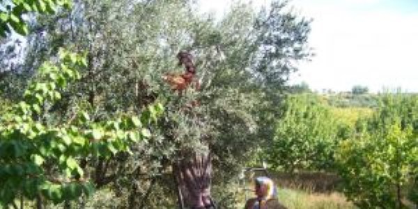 Mut'ta zeytin hasadı başladı