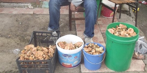 Küre'de mantar 13 TL'den alıcı buldu
