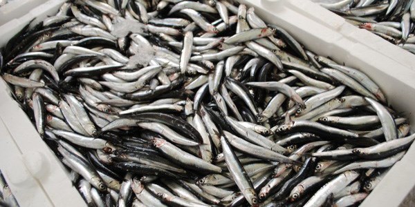 Hamsi avı bu yıl erken başladı