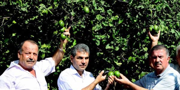 Silifke'de limon hasadı başladı