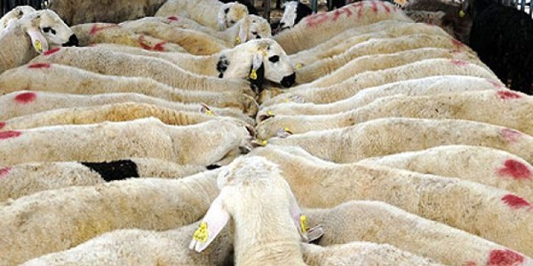 Eker: Bu yıl kurbanlık sıkıntısı yok