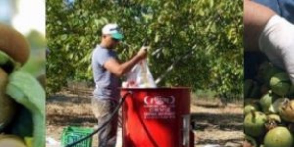 Kaman Cevizi'nde hasat dönemi başladı
