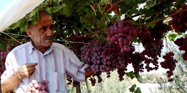 Sarıgöl'de Red Globe üzümü üreticinin gözdesi