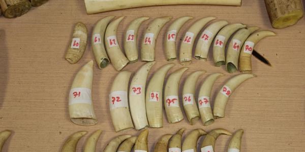 Kapıkule'de fil, balina ve mors balığı dişleri ele geçti