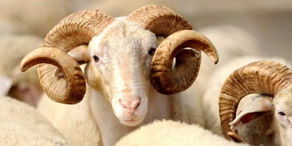 Vücudunda yara, ödem bulunan kurbanlıklar satın alınmamalı