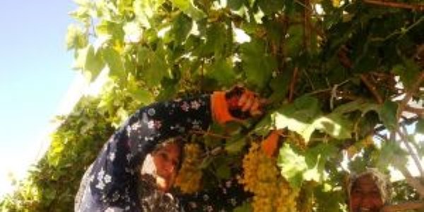 Sarıgöl'de üzüm hasadı devam ediyor