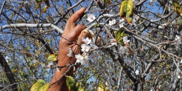 Kuruyan yapraklarının arasında çiçek açan erik ağacı görenleri şaşırtıyor