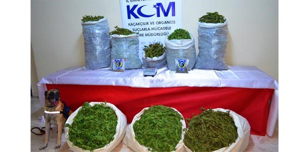 Ordu'da son 10 yılın en büyük esrar operasyonu