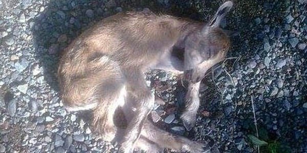Kaçak avcıların yaban keçisi katliamı