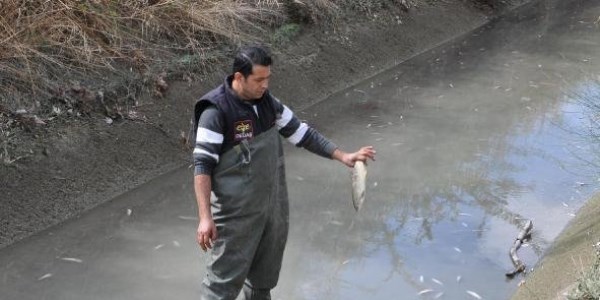Sulama kanalında balık ölümleri