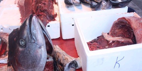 Satışa çıkarılan 120 kiloluk orkinos, ilgi odağı oldu