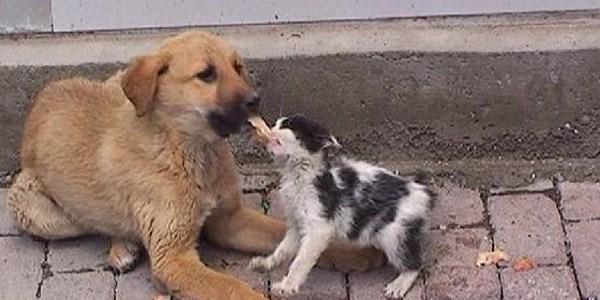 Kedi ve köpeğin örnek dostluğu