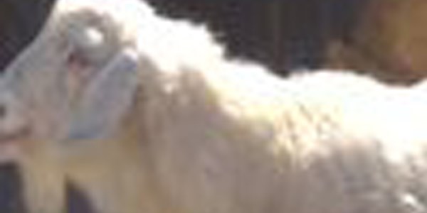 Bu keçi köpekler ile ava çıkıyor