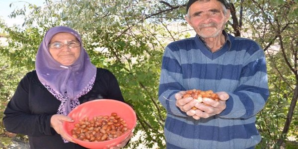 İğde, eşlerin geçim kaynağı