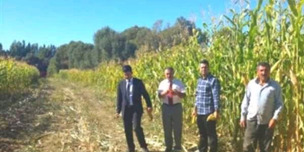 Erzurum'da ekim ayında mısır hasadı