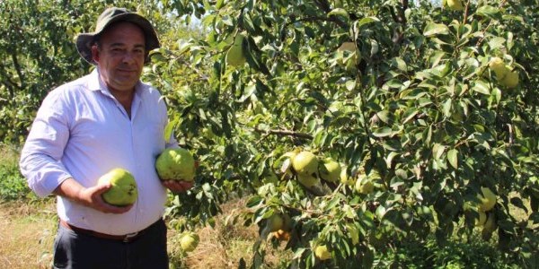 1 kilo 370 gramlık armut