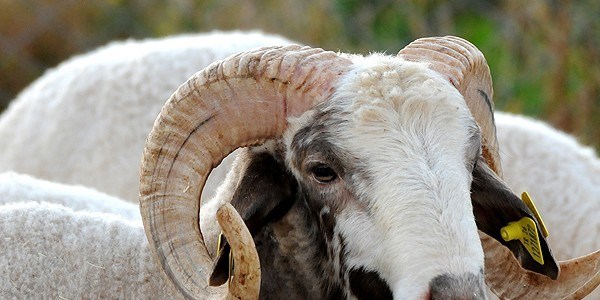 Kurban derilerinin yüzde 40'ı çöpe gidiyor