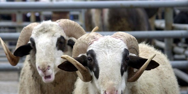 'Kesimden 12 saat önce kurbana yem vermeyin'