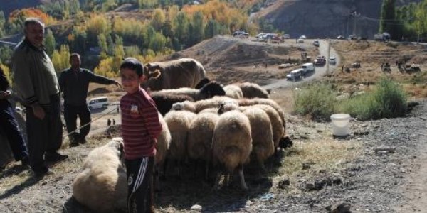Hakkari kurbanlık pazarı durgun