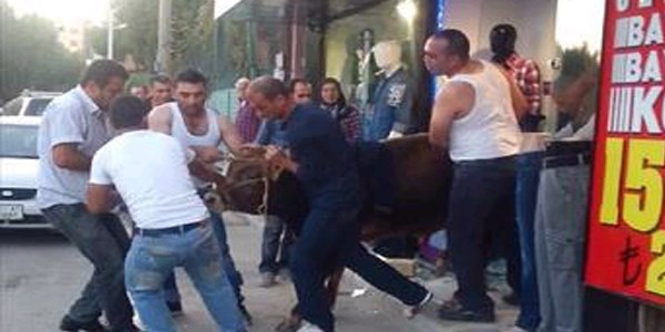Kaçan boğa giyim mağazasına daldı