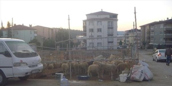 Bilecik'te kurbanlıklar elde kaldı