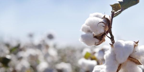 Adana'da 'better cotton' üretimi başladı