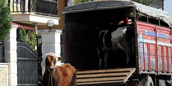 Kurban yakalama timleri iş başında