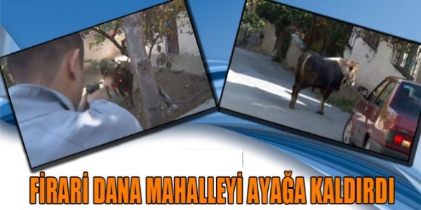 Kaçan kurbanlık dana mahalleyi ayağa kaldırdı