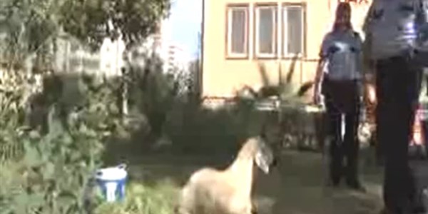 Kurbanlıklar karakolda kaldı