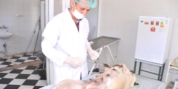 Ordu'da sokak hayvanları için modern tesis