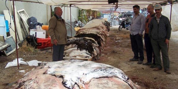 Korkuteli'de 3 bin küçükbaş, 3 ton büyükbaş deri toplandı
