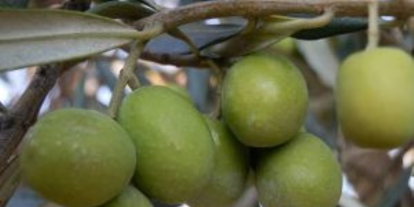 Mut'ta zeytin üretimi arttı