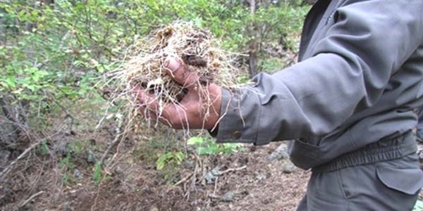 'Mührü Süleyman' otu her derde deva