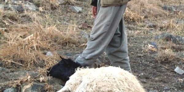 Çanakkale'de başıboş köpek dehşeti