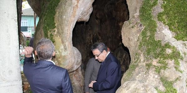 Vali Su, Anıt Ağacı inceledi